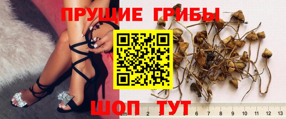 хочу наркоту  Вход с VPN  Семилуки  Галлюциногенные грибы мицелий 